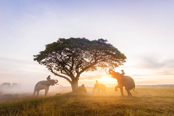 タイの日の出の象 — ストック写真