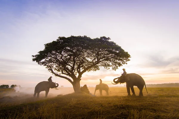 Elephants at sunrise in Thailand — Stock Photo, Image