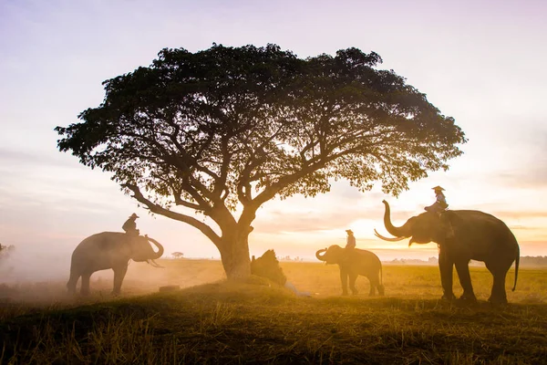Elefanten bei Sonnenaufgang in Thailand — Stockfoto