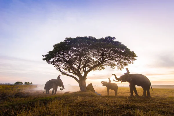 Слони на світанку в Таїланді — стокове фото