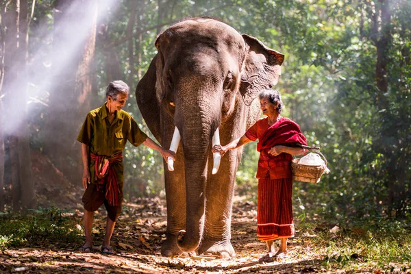 Elefante e casal de idosos na Tailândia — Fotografia de Stock