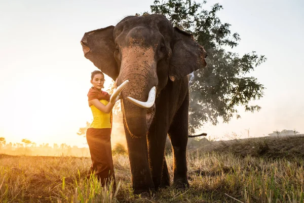 Слон і жінка в Таїланді — стокове фото