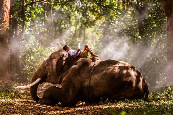 Слон и школьник в Таиланде — стоковое фото