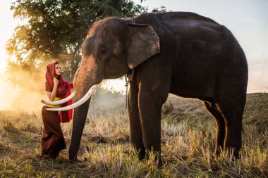 Tayland fil ve kadın