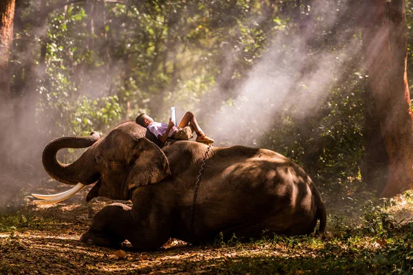 Слон і шкільний хлопчик в Таїланді — стокове фото