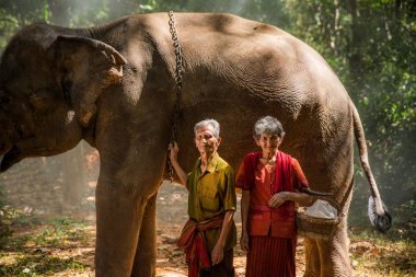 Tayland fil ve kıdemli çift
