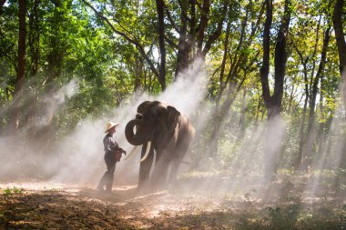 Tayland 'da Asya kırsalında fil ve çiftçi-Surin bölgesinde Tay fil