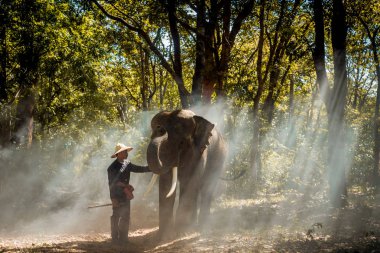Tayland 'da Asya kırsalında fil ve çiftçi-Surin bölgesinde Tay fil