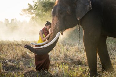 Tayland fil ve kadın
