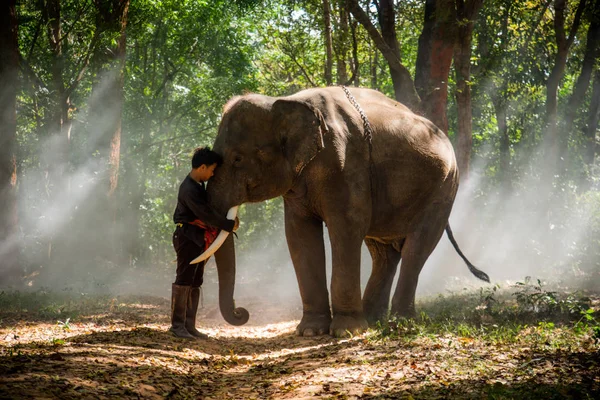 Elefant och kvinna i Thailand — Stockfoto