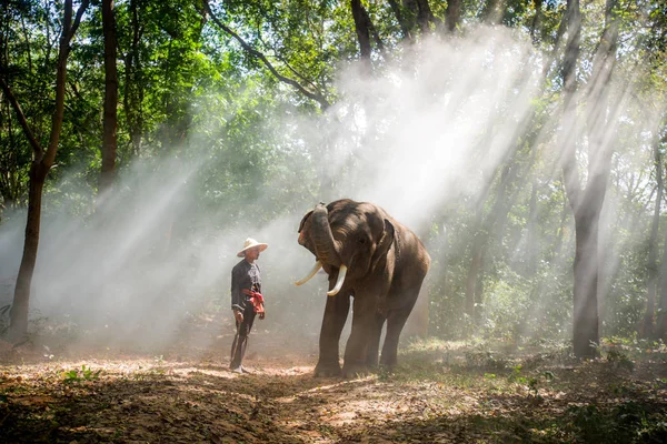 Слон Фермер Сельской Местности Азии Таиланде Тайский Слон Регионе Сурин — стоковое фото