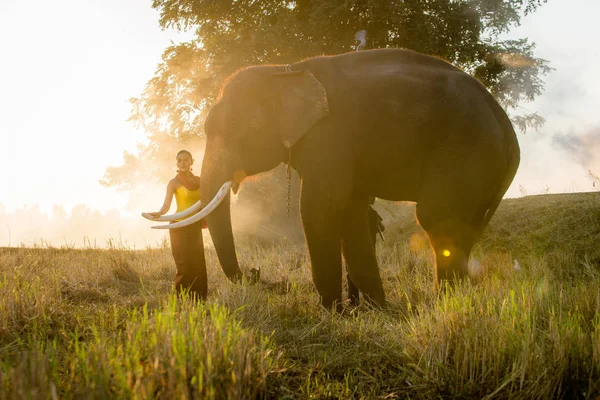 大象和女人在泰国 — 图库照片