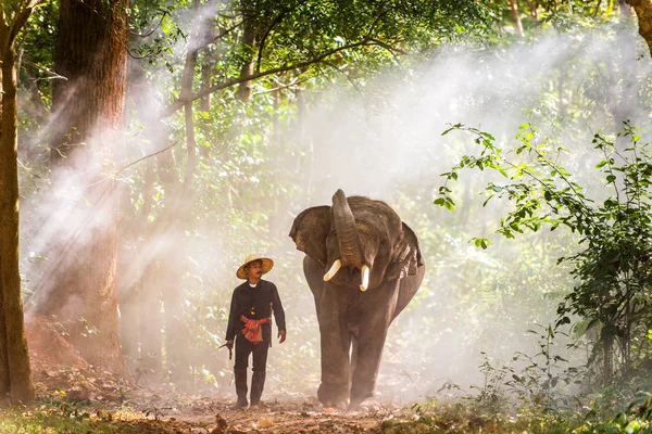 Elefante ao nascer do sol na Tailândia — Fotografia de Stock