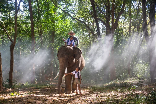 Elefante ao nascer do sol na Tailândia — Fotografia de Stock