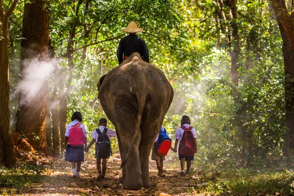 Elefante ao nascer do sol na Tailândia — Fotografia de Stock
