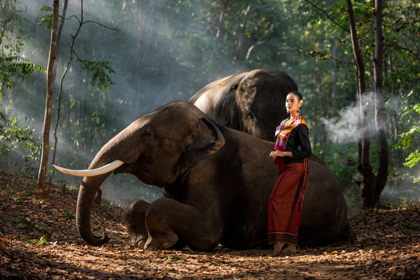 Слон и женщина в Таиланде — стоковое фото