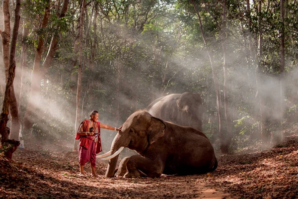Traditional thai man in the jungle with elephants