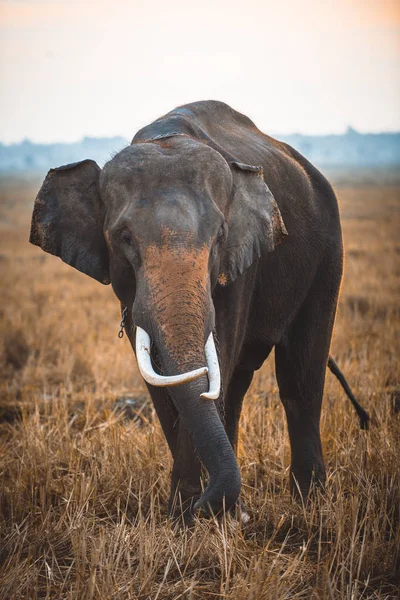 Слон на світанку в Таїланді — стокове фото