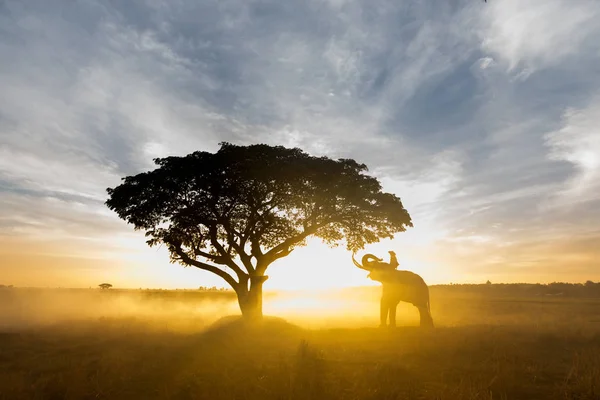 Eléphant au lever du soleil en Thaïlande — Photo