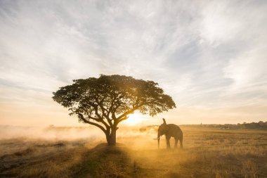 Elephant at sunrise in Thailand clipart