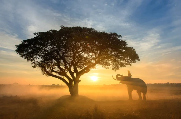 Eléphant au lever du soleil en Thaïlande — Photo