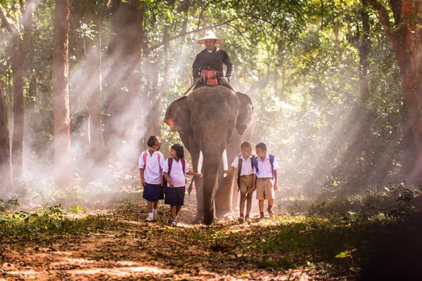 Elefante ao nascer do sol na Tailândia — Fotografia de Stock