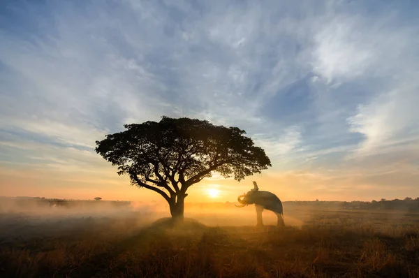 Gajah saat matahari terbit di Thailand — Stok Foto