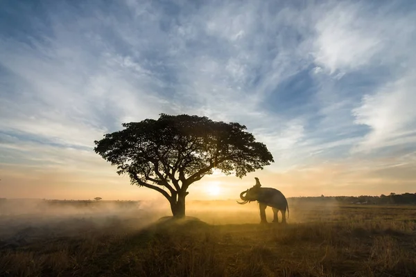 タイの日の出の象 — ストック写真