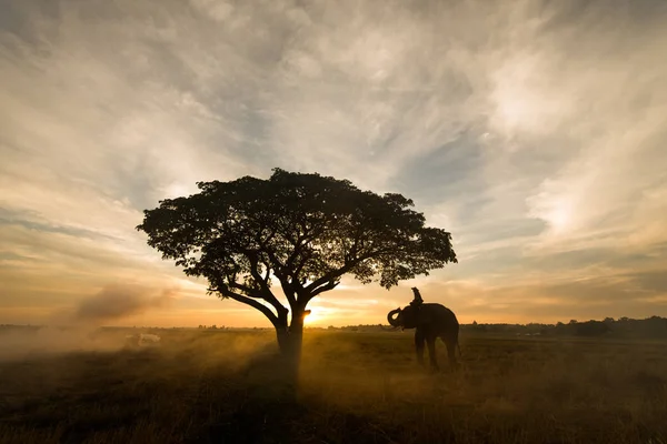 Elefante al amanecer en Tailandia — Foto de Stock