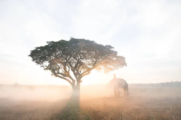 Elephant at sunrise in Thailand — Stock Photo, Image