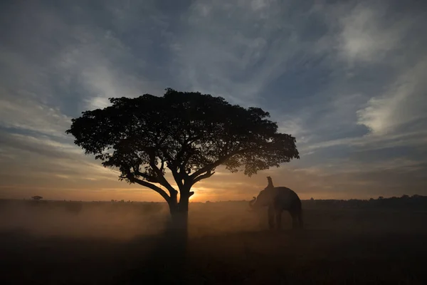 Elefante al amanecer en Tailandia — Foto de Stock