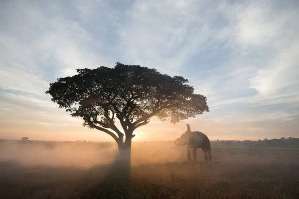 Elefante al amanecer en Tailandia — Foto de Stock