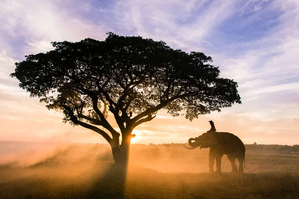 Elefante al amanecer en Tailandia — Foto de Stock