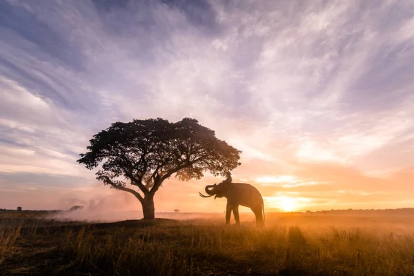 Eléphant au lever du soleil en Thaïlande — Photo