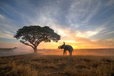 Elephant at sunrise in Thailand clipart