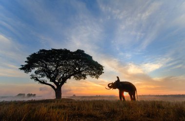 Tayland 'da gündoğumu fil