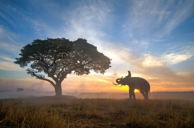 Tayland 'da gündoğumu fil