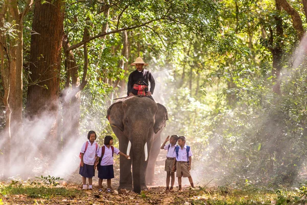 Elefante ao nascer do sol na Tailândia — Fotografia de Stock