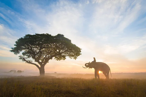 Elefante al amanecer en Tailandia — Foto de Stock