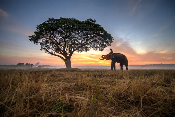 Elefante al amanecer en Tailandia —  Fotos de Stock