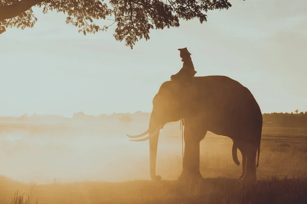 Eléphant au lever du soleil en Thaïlande — Photo