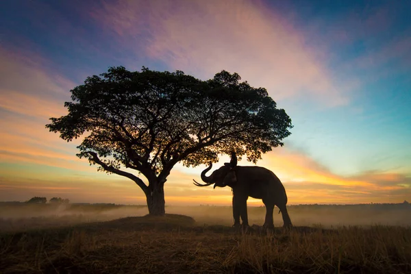 Eléphant au lever du soleil en Thaïlande — Photo