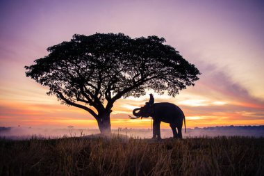 Tayland 'da gündoğumu fil
