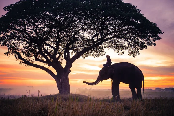 Eléphant au lever du soleil en Thaïlande — Photo