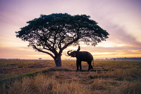 Слон на світанку в Таїланді — стокове фото