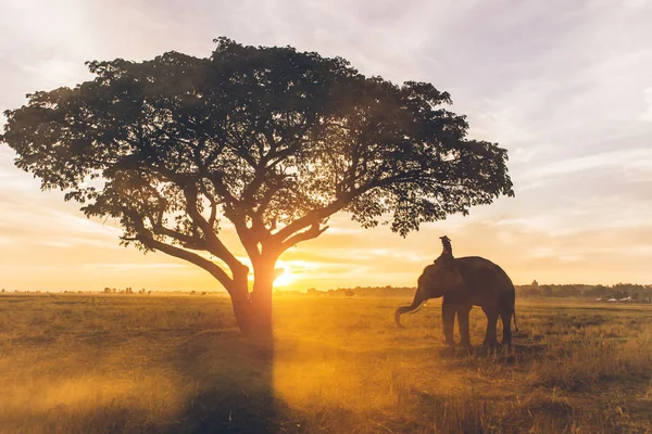 Elefante al amanecer en Tailandia — Foto de Stock
