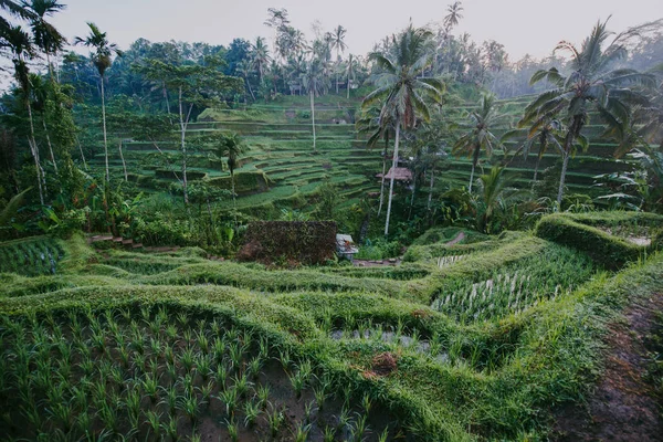 特加拉朗、乌布、巴厘岛的水稻梯田 — 图库照片