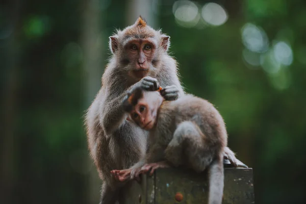 Bosque de monos en Bali, ubud. Concepto sobre la naturaleza y los animales —  Fotos de Stock