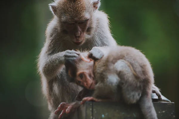 Bosque de monos en Bali, ubud. Concepto sobre la naturaleza y los animales —  Fotos de Stock