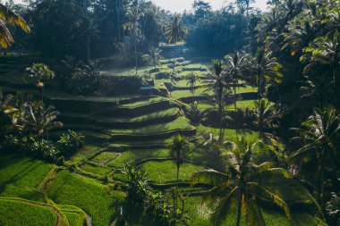 Bali pirinç terasları havadan drone görünümü. Wanderlust trave